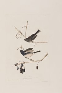 Ilustracja z „Birds of America” autorstwa John James Audubon