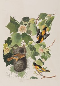 Ilustracja z „Birds of America” autorstwa John James Audubon