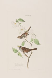 Ilustracja z „Birds of America” autorstwa John James Audubon