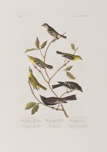 Ilustracja z „Birds of America” autorstwa John James Audubon