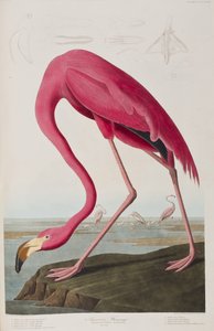 Ilustracja z „Birds of America” autorstwa John James Audubon