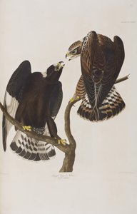 Ilustracja z „Birds of America” autorstwa John James Audubon