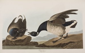 Ilustracja z „Birds of America” autorstwa John James Audubon