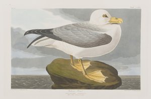 Ilustracja z „Birds of America” autorstwa John James Audubon