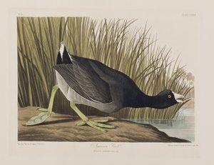 Ilustracja z „Birds of America” autorstwa John James Audubon