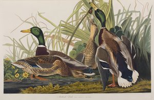 Ilustracja z „Birds of America” autorstwa John James Audubon
