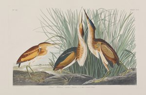 Ilustracja z „Birds of America” autorstwa John James Audubon