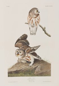 Ilustracja z „Birds of America” autorstwa John James Audubon