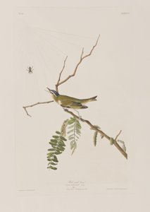 Ilustracja z „Birds of America” autorstwa John James Audubon