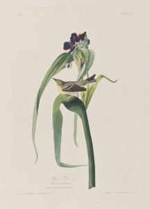 Ilustracja z „Birds of America” autorstwa John James Audubon