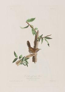 Ilustracja z „Birds of America” autorstwa John James Audubon