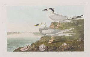 Ilustracja z „Birds of America” autorstwa John James Audubon