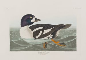 Ilustracja z „Birds of America” autorstwa John James Audubon