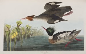 Ilustracja z „Birds of America” autorstwa John James Audubon