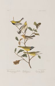 Ilustracja z „Birds of America” autorstwa John James Audubon