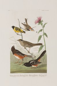 Ilustracja z „Birds of America” autorstwa John James Audubon