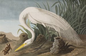 Ilustracja z „Birds of America” autorstwa John James Audubon