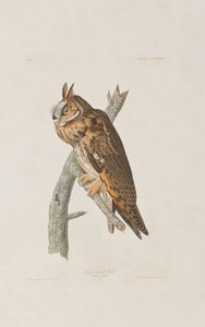 Ilustracja z „Birds of America” autorstwa John James Audubon