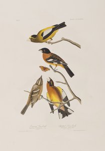 Ilustracja z „Birds of America” autorstwa John James Audubon