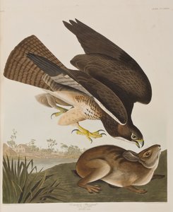 Ilustracja z „Birds of America” autorstwa John James Audubon