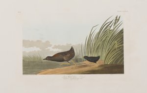 Ilustracja z „Birds of America” autorstwa John James Audubon