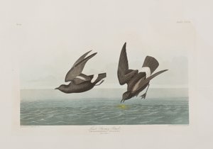 Ilustracja z „Birds of America” autorstwa John James Audubon