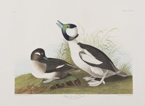 Ilustracja z „Birds of America” autorstwa John James Audubon