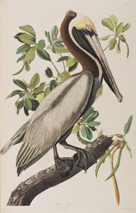 Ilustracja z „Birds of America” autorstwa John James Audubon