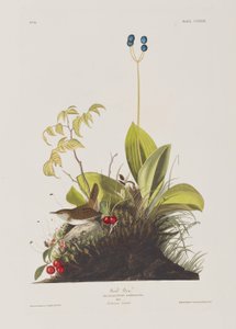 Ilustracja z „Birds of America” autorstwa John James Audubon