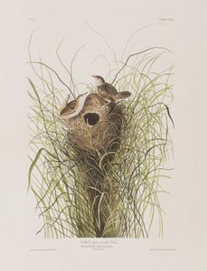 Ilustracja z „Birds of America” autorstwa John James Audubon
