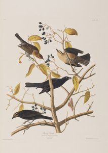 Ilustracja z „Birds of America” autorstwa John James Audubon