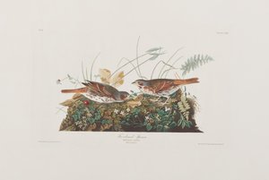Ilustracja z „Birds of America” autorstwa John James Audubon