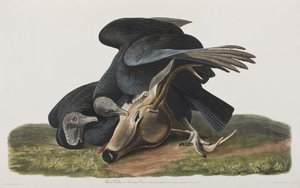 Ilustracja z „Birds of America” autorstwa John James Audubon