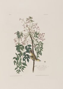 Ilustracja z „Birds of America” autorstwa John James Audubon