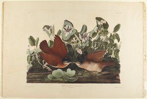  autorstwa John James Audubon