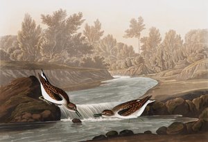 Mały Sandpiper, Tringa Pusilla, z „Ptaki Ameryki” Johna J. Audubona, wyd. 1827-38 autorstwa John James Audubon
