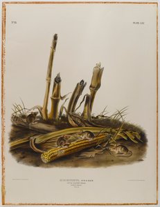 Mała mysz do żniw autorstwa John James Audubon
