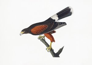 Jastrząb z Luizjany z książki „Ptaki Ameryki” (1827) autorstwa John James Audubon