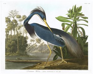 Czapla z Luizjany, 1834