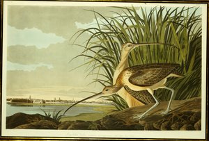 Kulik długodzioby męski i żeński autorstwa John James Audubon
