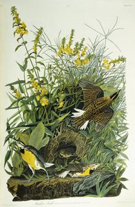 Skowronek Łąkowy, 1832 autorstwa John James Audubon
