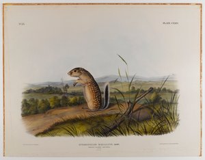 Meksykańska wiewiórka świstaka autorstwa John James Audubon