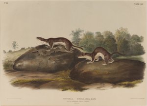 Chrząszcz Mustela autorstwa John James Audubon