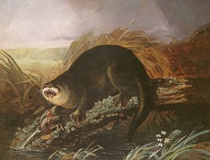 Wydra złapana w pułapkę autorstwa John James Audubon