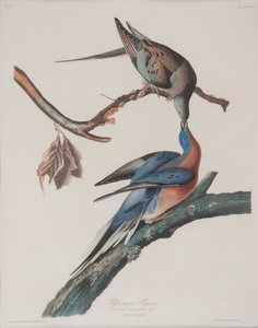 Gołąb pocztowy autorstwa John James Audubon