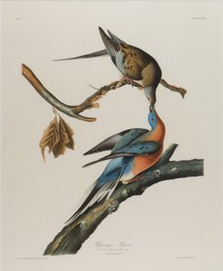 Gołąb wędrowny, 1827-1838 (wc na papierze) autorstwa John James Audubon