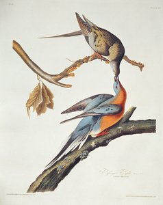 Gołąb wędrowny z „Birds of America” autorstwa John James Audubon