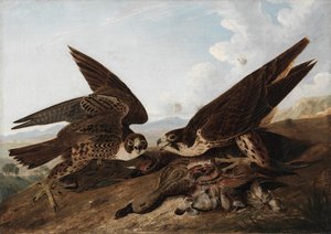 Sokoły wędrowne (kacze jastrzębie) autorstwa John James Audubon
