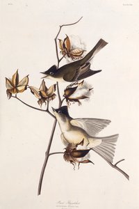 Muchołówka Pewit. Z Ptaków Ameryki, 1827-1838. autorstwa John James Audubon