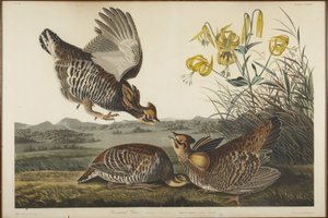 Preriokur ostrosterny autorstwa John James Audubon